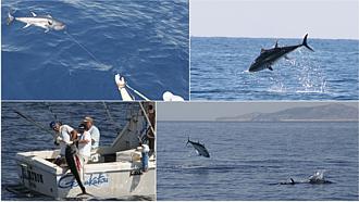 The hunting of tuna - fishing with boat Croatia